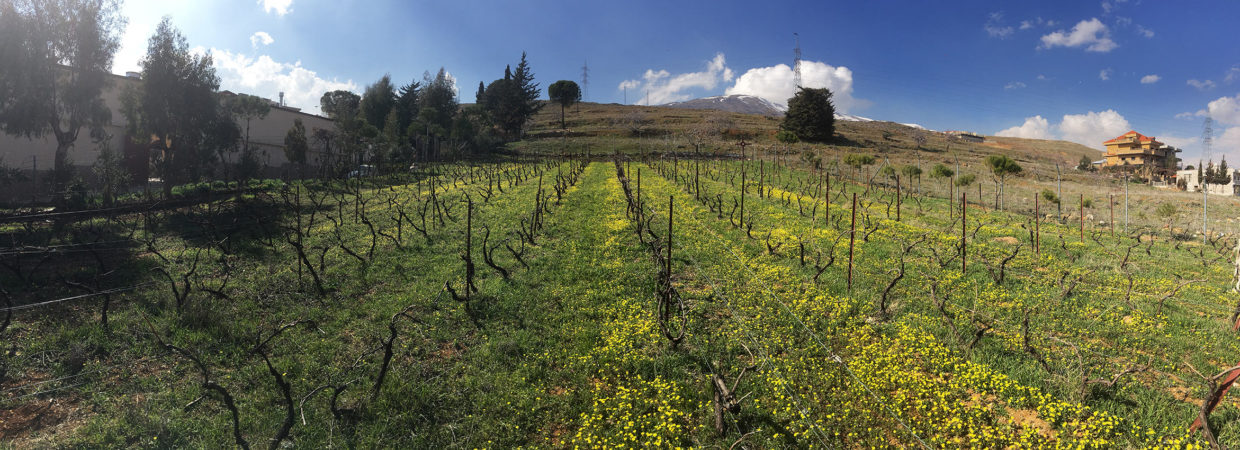 Terroirs Of Lebanon